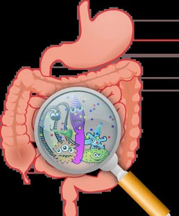 Urolithin A uses Urolithin A uses